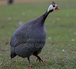 তিতির জোড়া