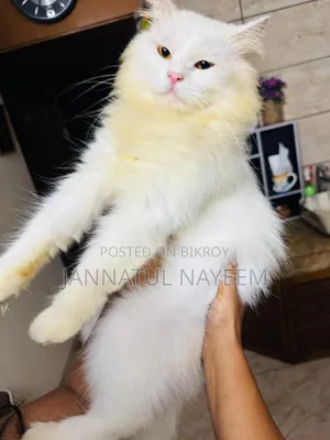 1+ Year Male Purebred Persian