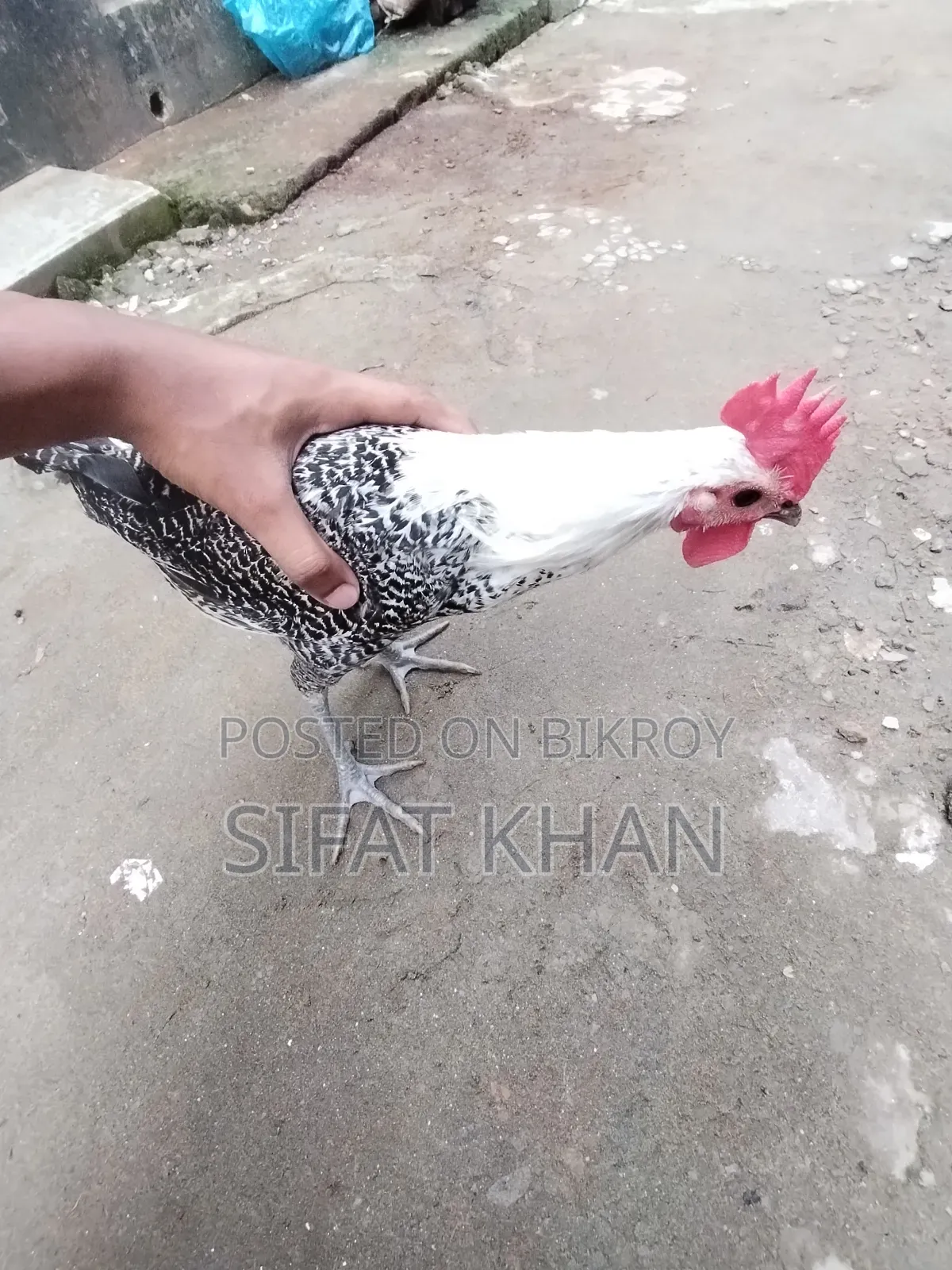 Egyptian Fayoumi Rooster