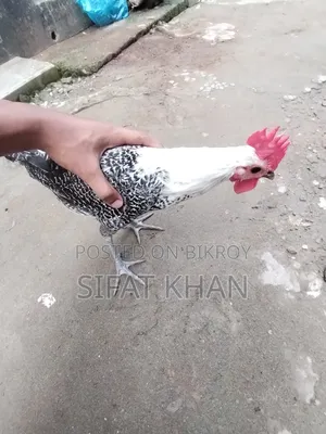 Egyptian Fayoumi Rooster