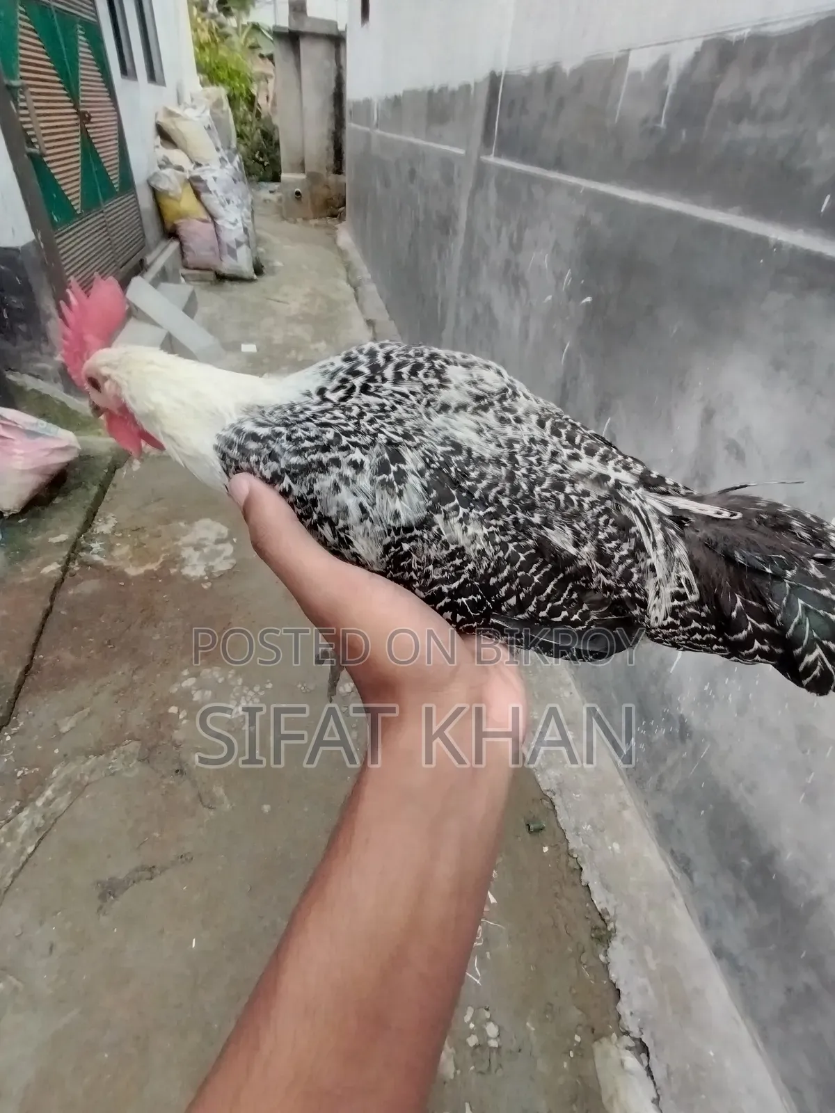 Egyptian Fayoumi Rooster