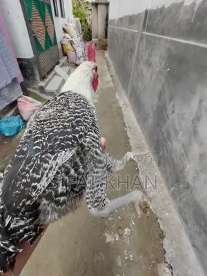 Egyptian Fayoumi Rooster