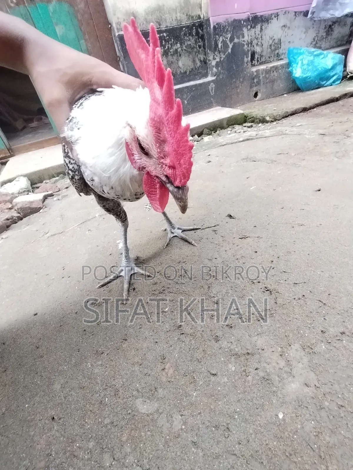 Egyptian Fayoumi Rooster