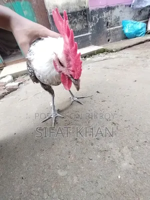 Egyptian Fayoumi Rooster