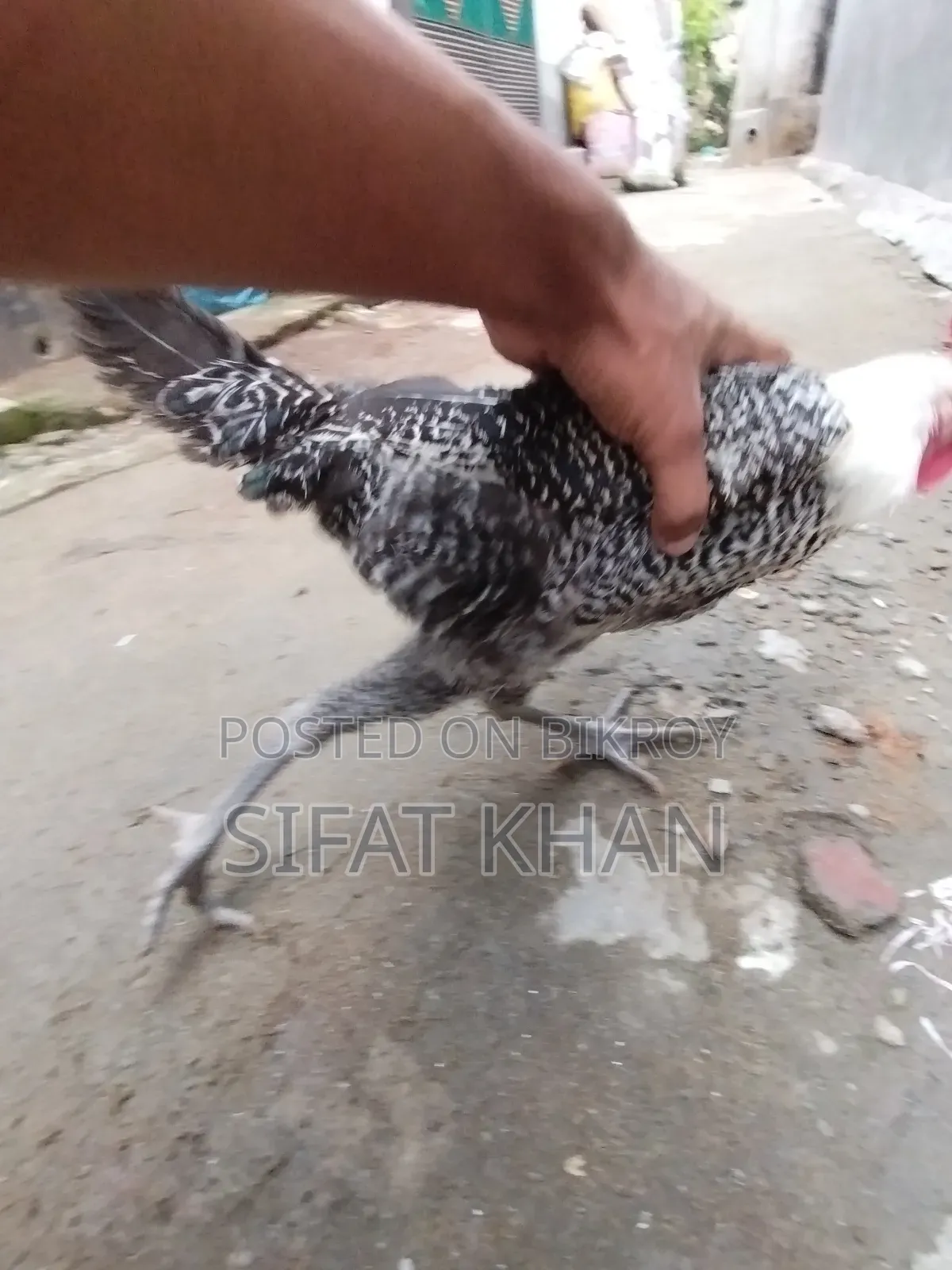 Egyptian Fayoumi Rooster