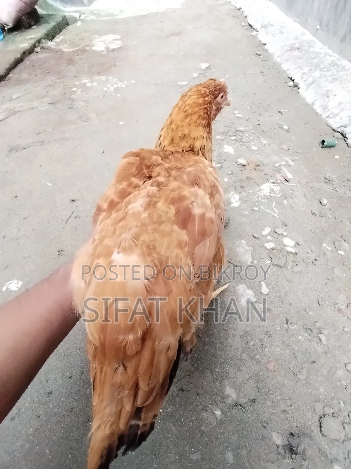 টাইগার মুরগি