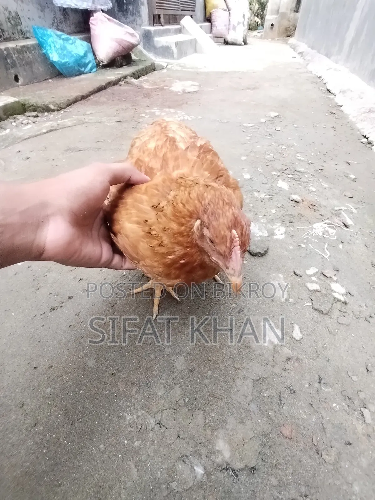 টাইগার মুরগি