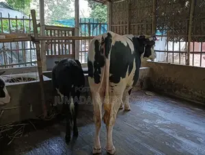 কোরবানির ষাঁড়