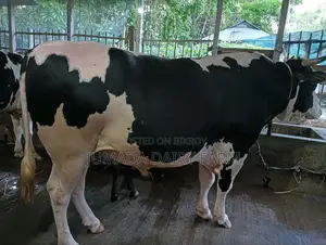 কোরবানির ষাঁড়