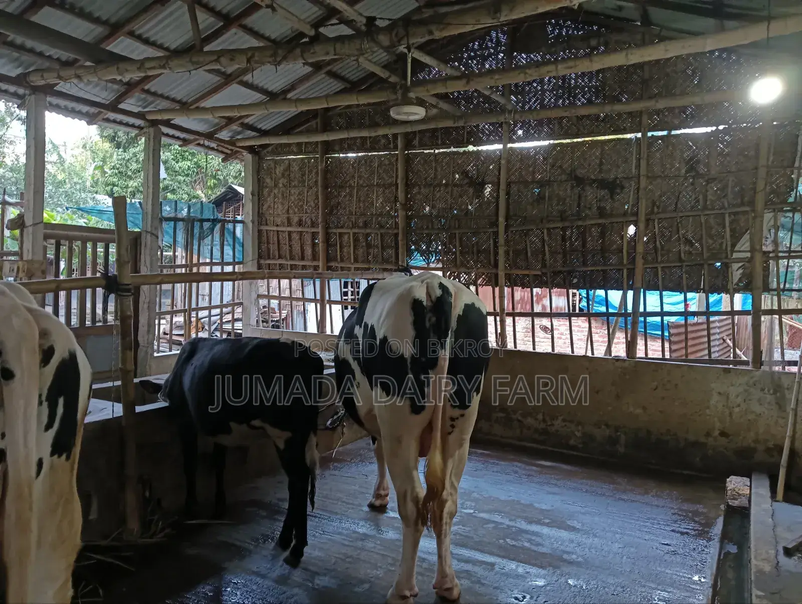কোরবানির ষাঁড়