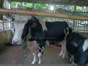 কোরবানির ষাঁড়