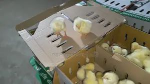 One-Day-Old Broiler Chicks for Sale