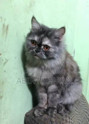 1+ year Female Purebred Persian