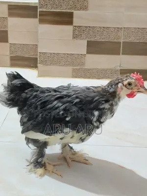 ব্রমা মুরগি