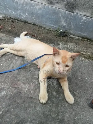 6-12 Months Male Mixed Breed Bengal