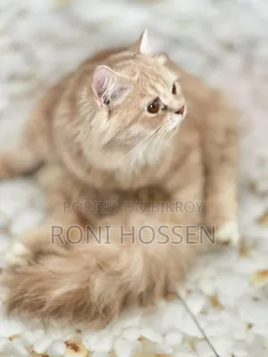 1-3 Months Male Purebred Persian