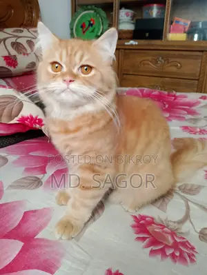 6-12 months Male Purebred Persian