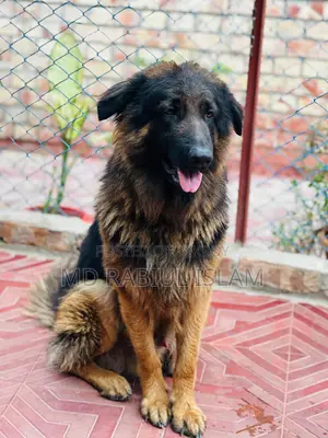 1+ Year Male Mixed Breed German Shepherd