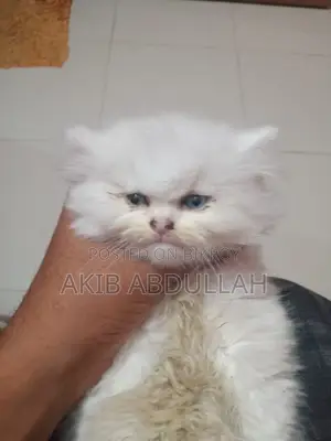 0-1 Month Male Purebred Persian