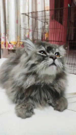 6-12 Months Female Purebred Persian
