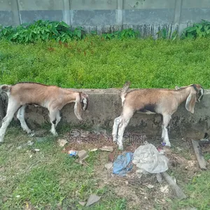 করছ রাম ছাগল দুই পাটি বাচ্চাসহ