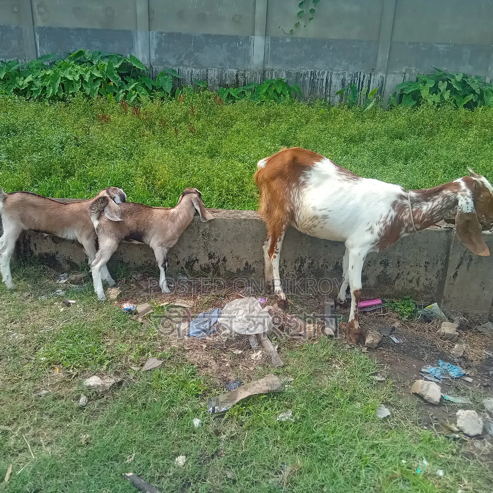 করছ রাম ছাগল দুই পাটি বাচ্চাসহ