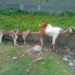 করছ রাম ছাগল দুই পাটি বাচ্চাসহ