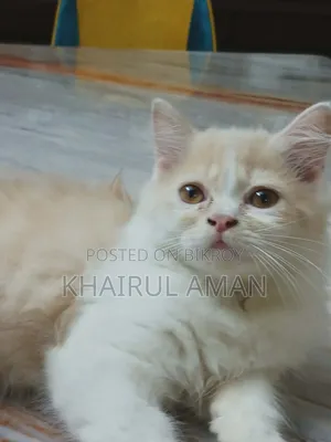 1-3 Months Male Purebred Persian