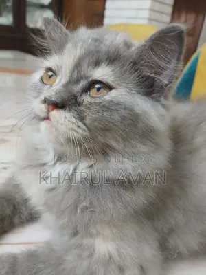 1-3 Months Female Purebred Persian