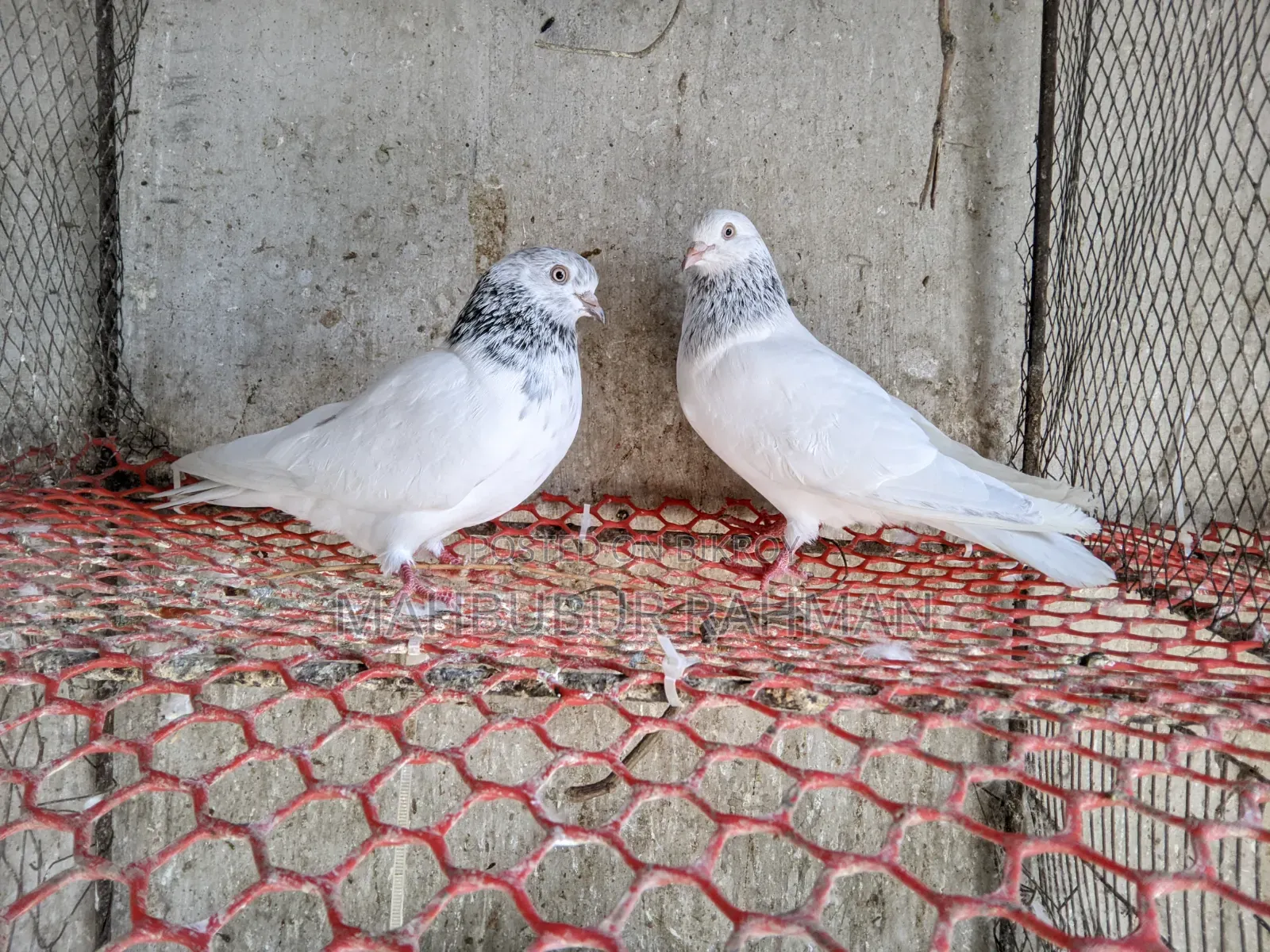 জিরা গোলা কবুতর জোড়া ।Pigeon Pair