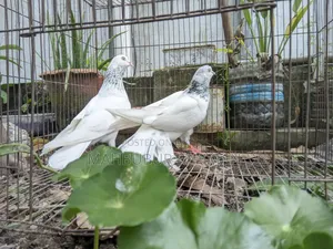 জিরা গোলা কবুতর জোড়া ।Pigeon Pair
