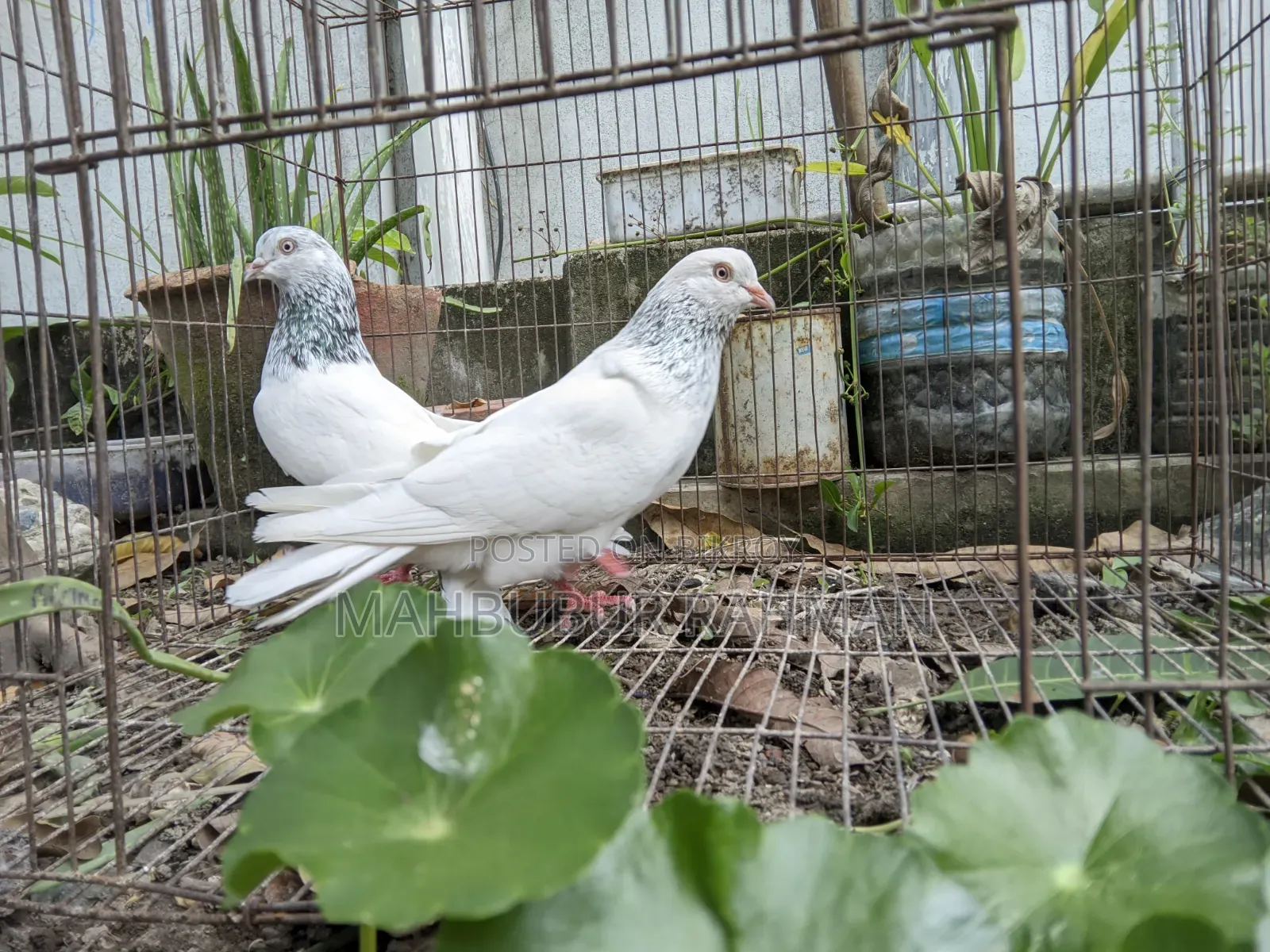 জিরা গোলা কবুতর জোড়া ।Pigeon Pair