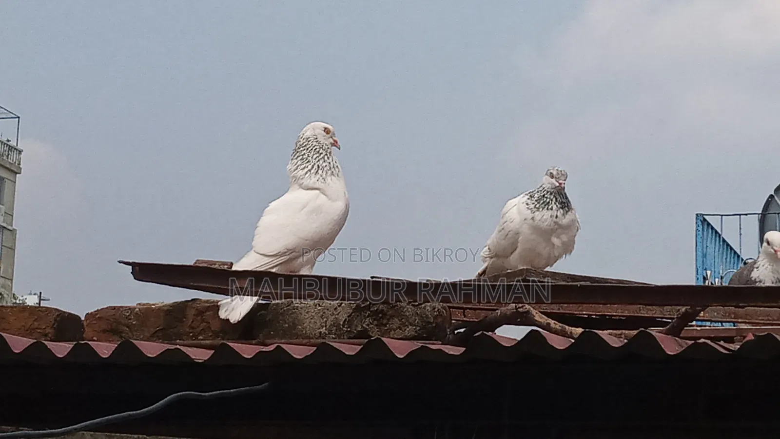 জিরা গোলা কবুতর জোড়া ।Pigeon Pair