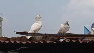 জিরা গোলা কবুতর জোড়া ।Pigeon Pair
