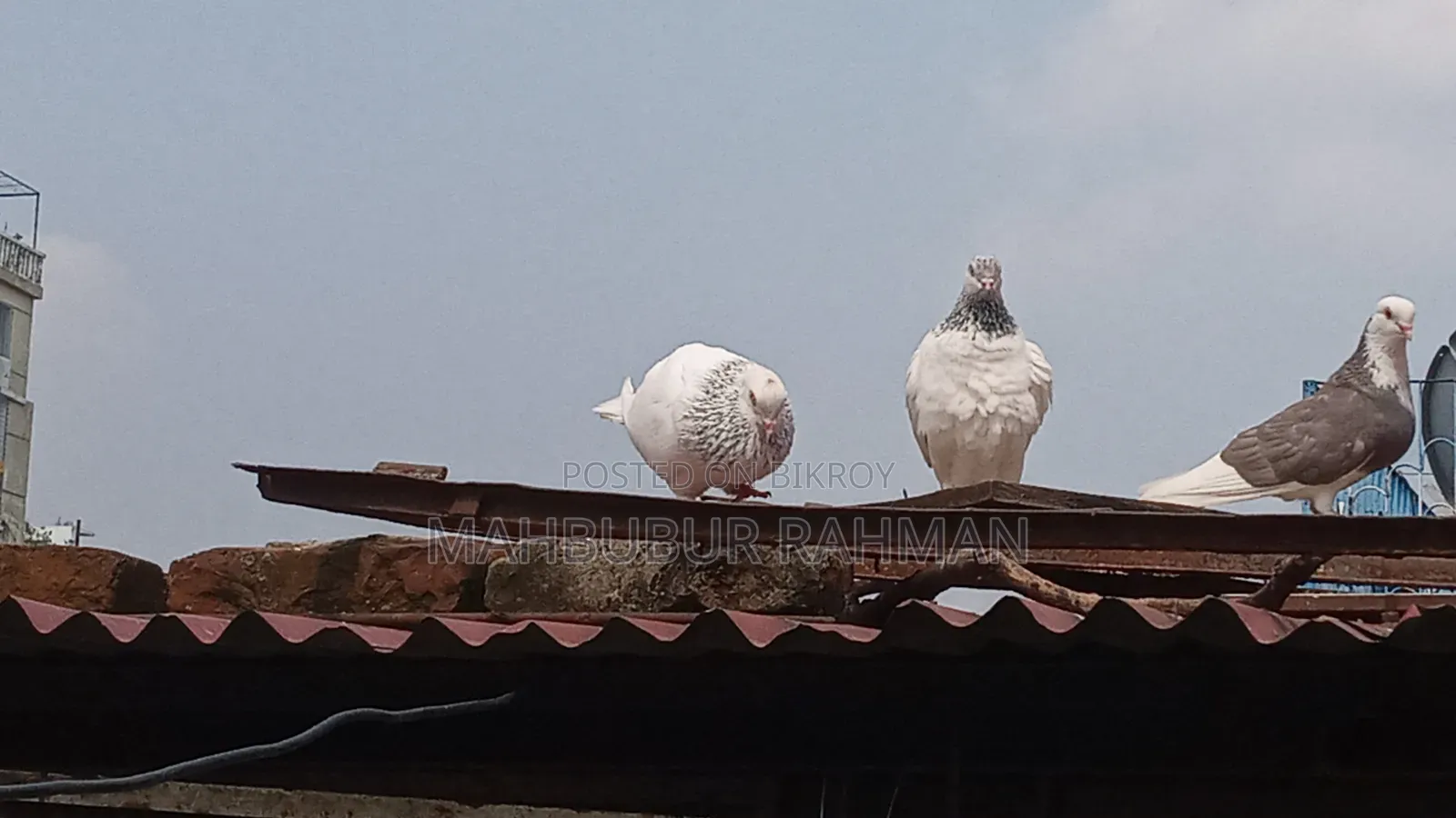 জিরা গোলা কবুতর জোড়া ।Pigeon Pair