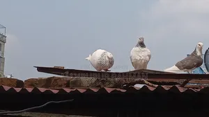 জিরা গোলা কবুতর জোড়া ।Pigeon Pair