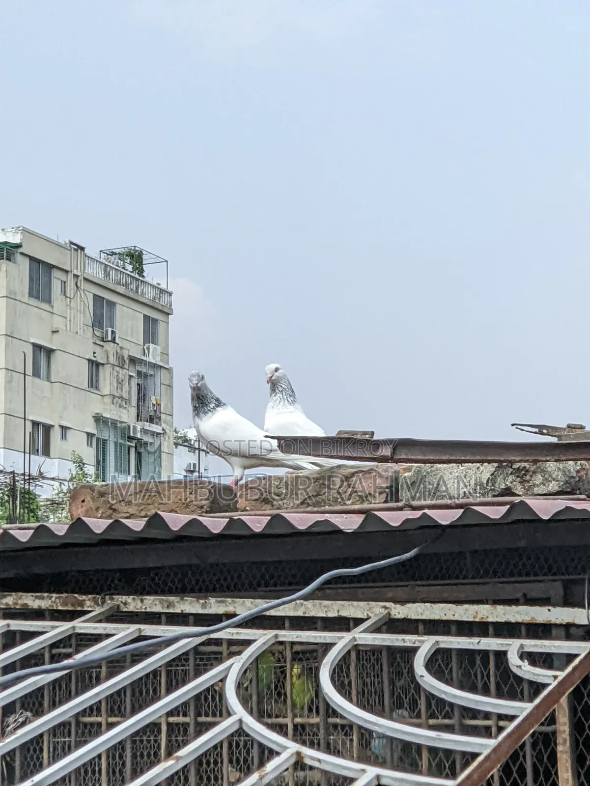জিরা গোলা কবুতর জোড়া ।Pigeon Pair