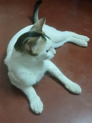 1+ Year Male Mixed Breed Bengal