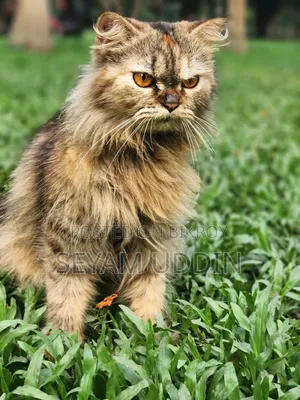 1+ Year Female Purebred Persian Cat