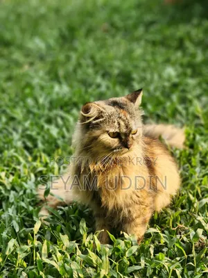 1+ Year Female Purebred Persian Cat