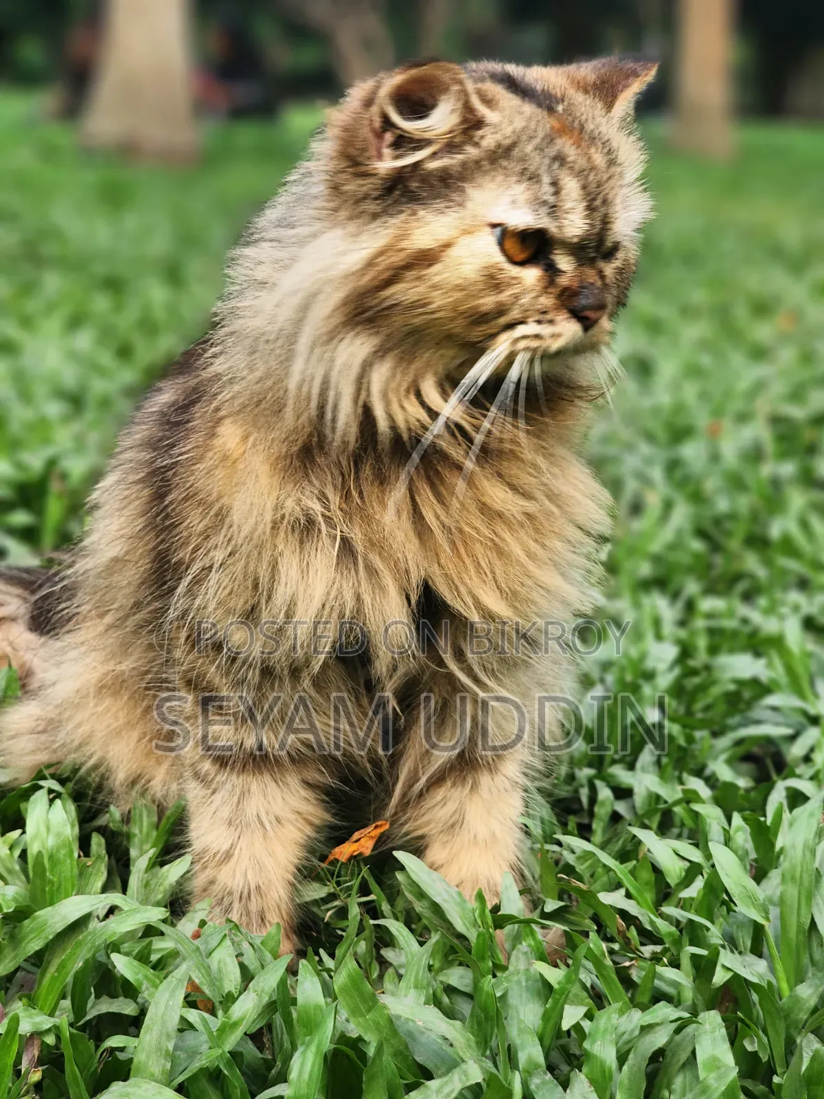 1+ Year Female Purebred Persian Cat