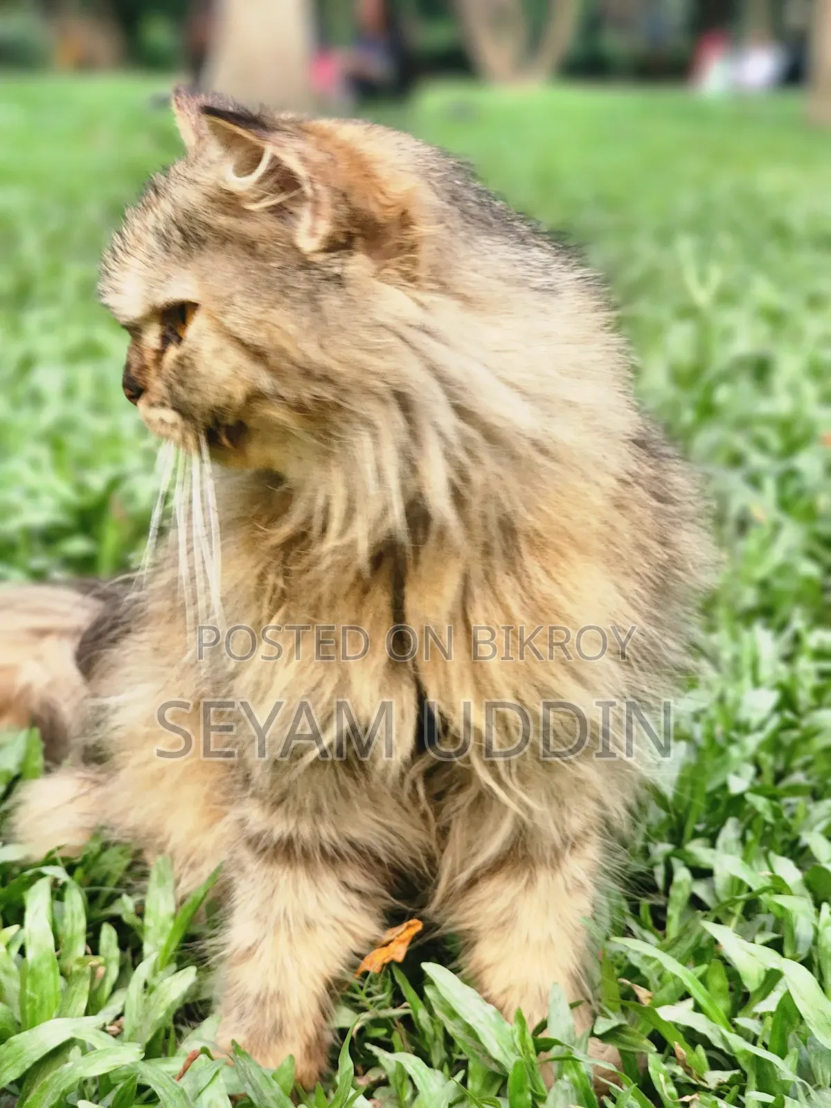 1+ Year Female Purebred Persian Cat