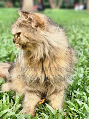 1+ Year Female Purebred Persian Cat