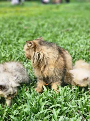 1+ Year Female Purebred Persian Cat