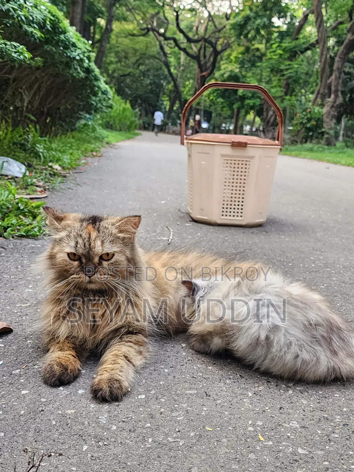 1+ Year Female Purebred Persian Cat