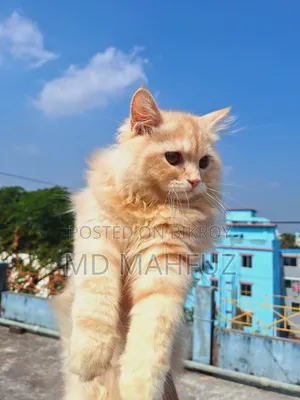 1+ Year Male Purebred Persian