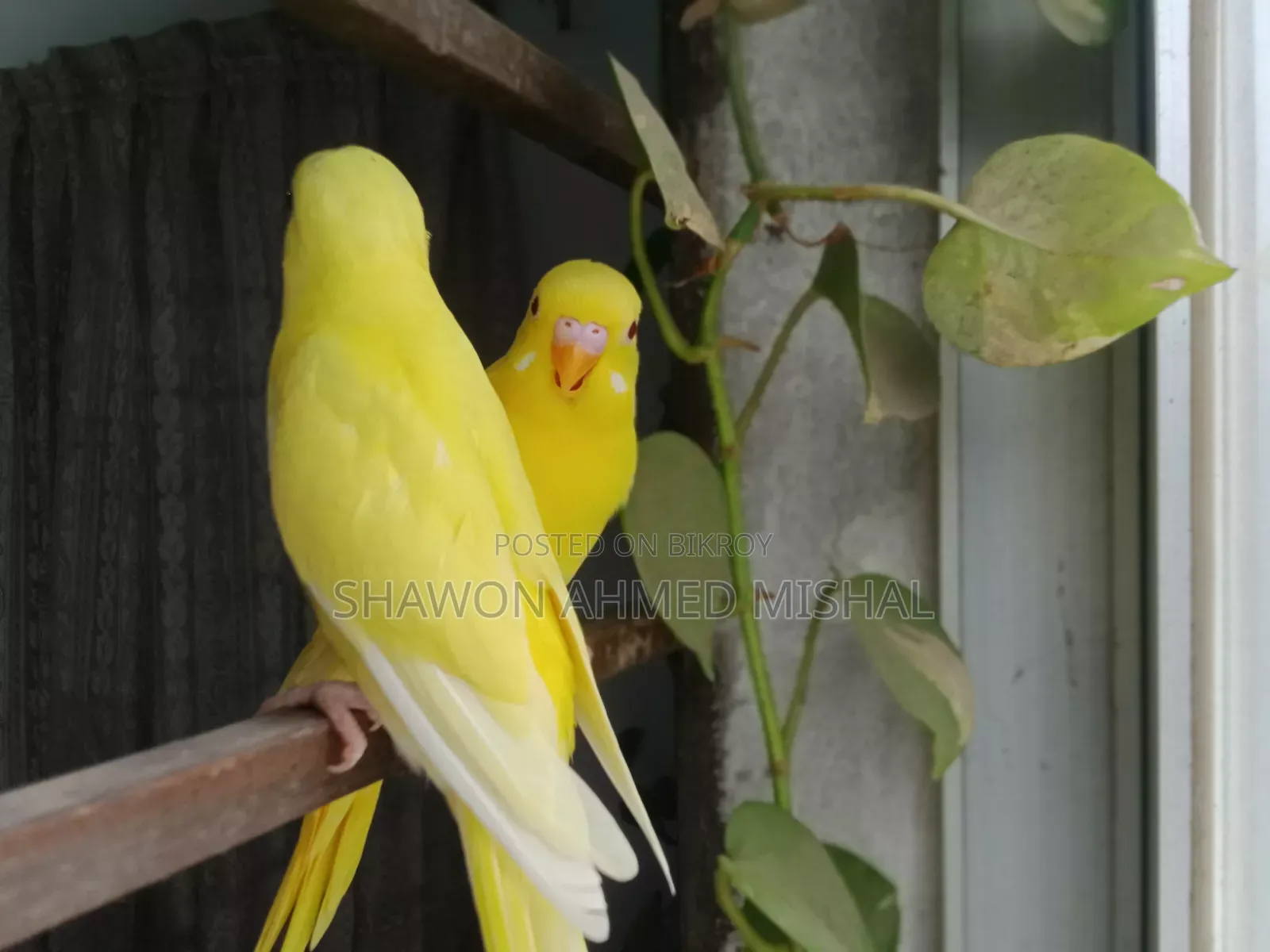 Lutino Red Eye Male Bby