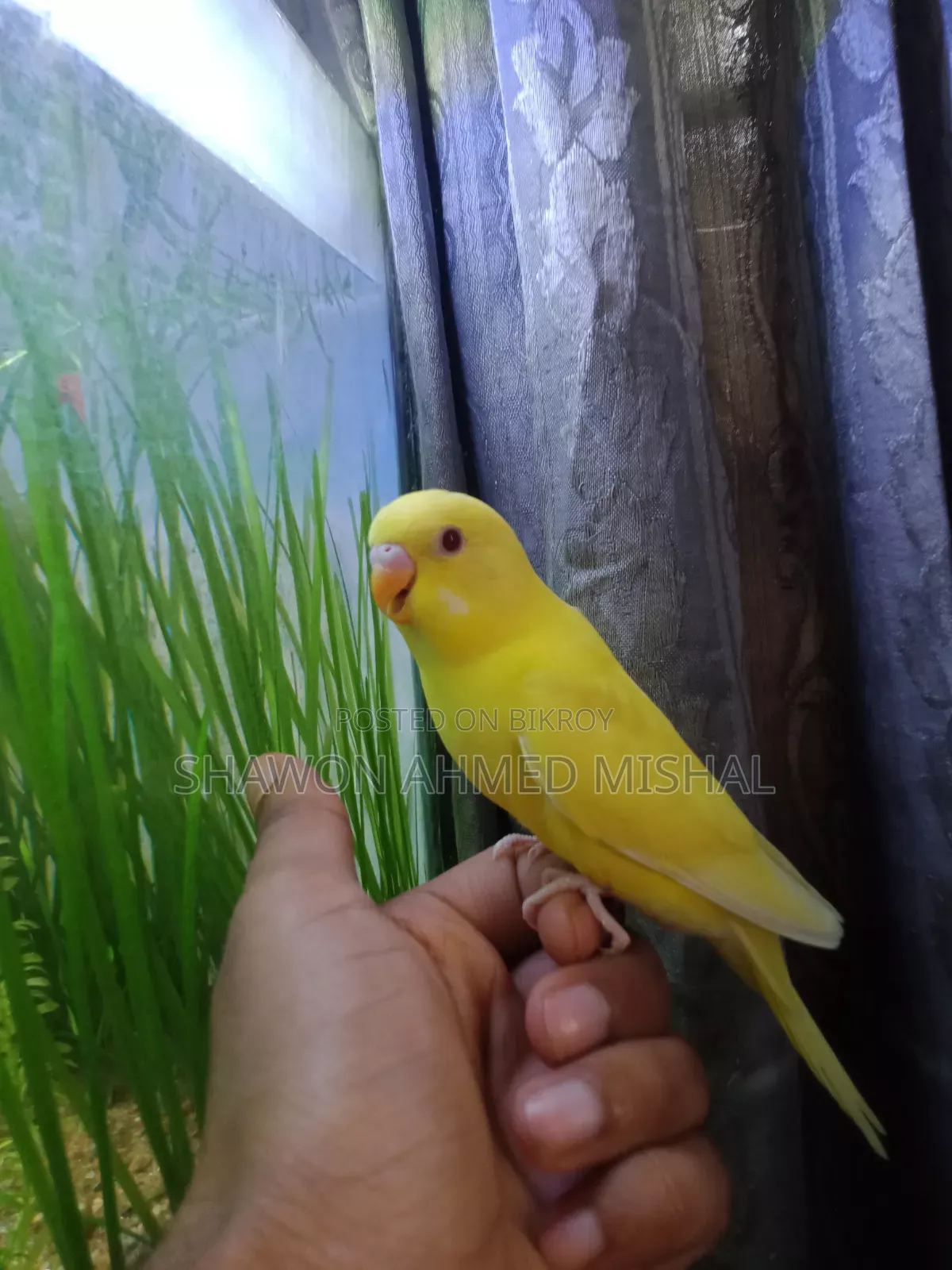 Lutino Red Eye Male Bby