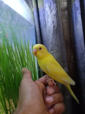 Lutino Red Eye Male Bby
