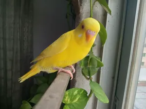 Lutino Red Eye Male Bby